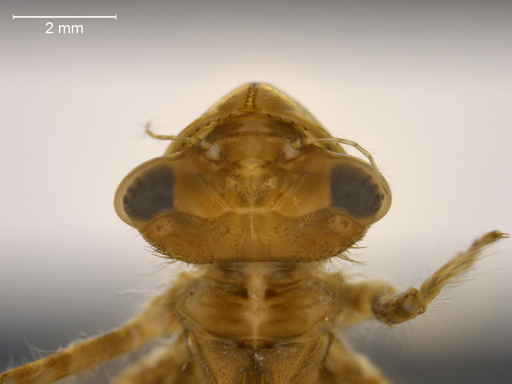 Leucorrhinia albifrons